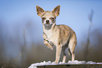 shorthaired Chihuahua