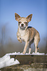 shorthaired Chihuahua