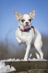 shorthaired Chihuahua