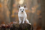 shorthaired male Chihuahua