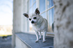 shorthaired male Chihuahua