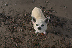 shorthaired male Chihuahua