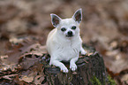 shorthaired male Chihuahua