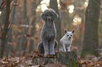 shorthaired male Chihuahua and Royal Standard Poodle