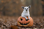 shorthaired male Chihuahua