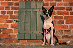 dogs