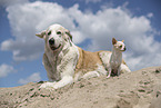 dogs