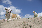 dogs
