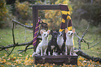 shorthaired Chihuahuas