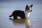 shorthaired Chihuahua