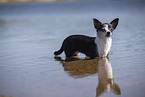 shorthaired Chihuahua