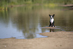 shorthaired Chihuahua