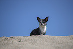 shorthaired Chihuahua