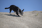 shorthaired Chihuahua