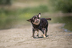 shorthaired Chihuahua
