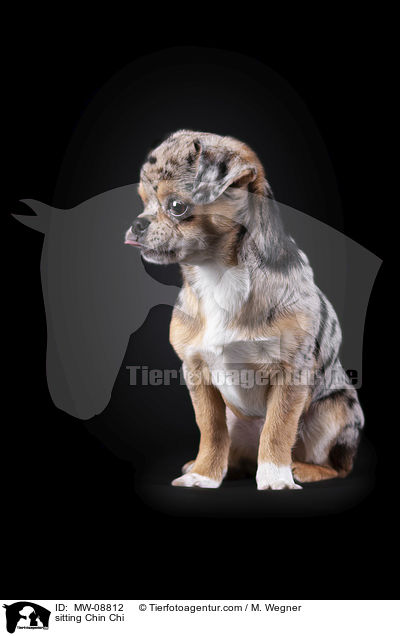 sitting Chin Chi / MW-08812