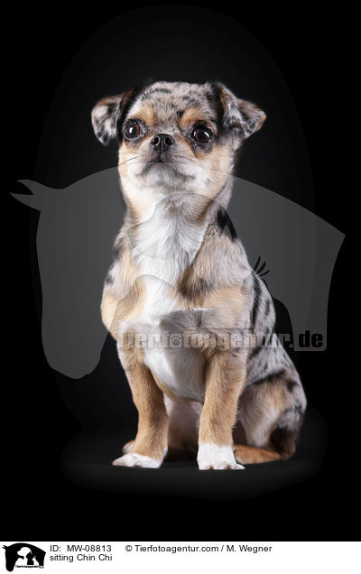 sitzender Chin Chi / sitting Chin Chi / MW-08813