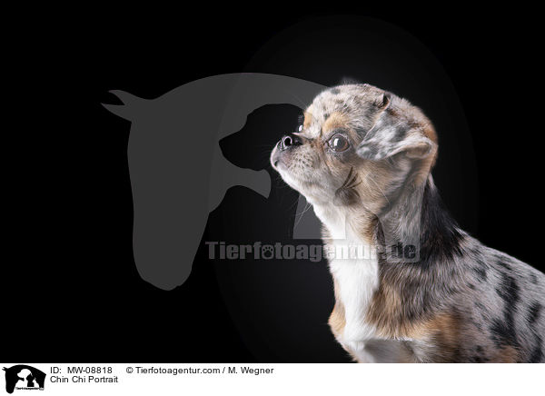 Chin Chi Portrait / Chin Chi Portrait / MW-08818