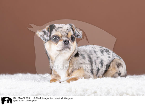 liegender Chin Chi Welpe / lying Chin Chi Puppy / MW-08839