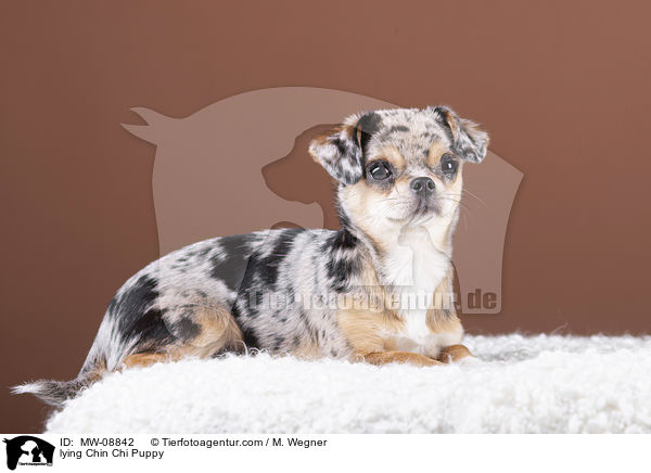 liegender Chin Chi Welpe / lying Chin Chi Puppy / MW-08842