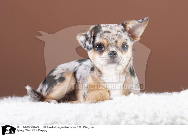 liegender Chin Chi Welpe / lying Chin Chi Puppy / MW-08843