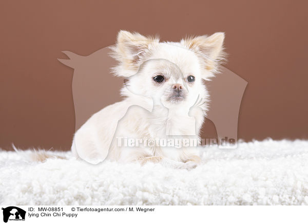 liegender Chin Chi Welpe / lying Chin Chi Puppy / MW-08851