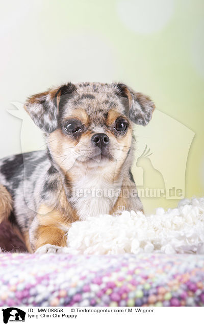 lying Chin Chi Puppy / MW-08858