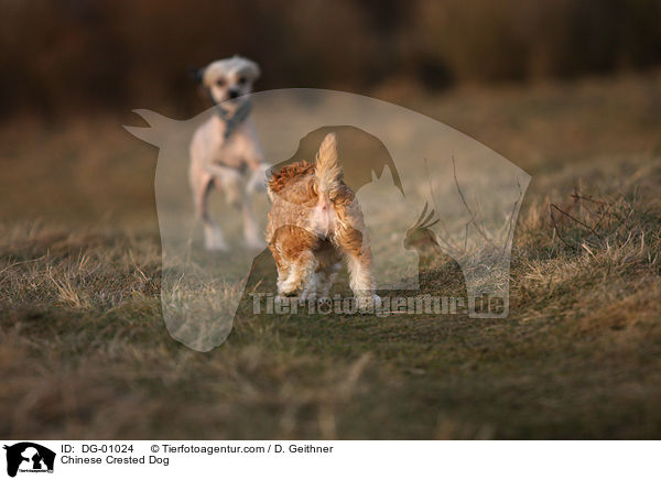 Chinesischer Schopfhund / Chinese Crested Dog / DG-01024