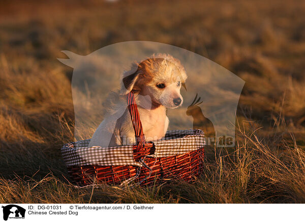 Chinesischer Schopfhund / Chinese Crested Dog / DG-01031