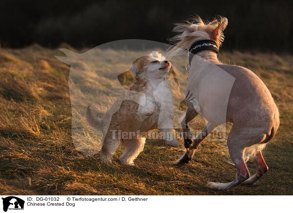 Chinesischer Schopfhund / Chinese Crested Dog / DG-01032