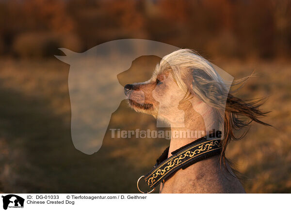 Chinesischer Schopfhund / Chinese Crested Dog / DG-01033
