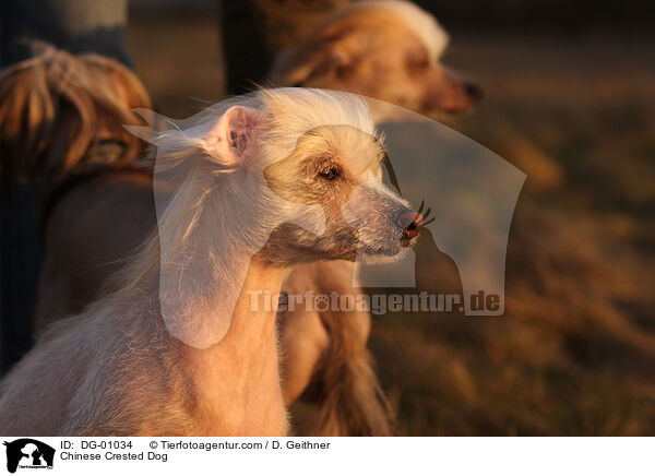 Chinesischer Schopfhund / Chinese Crested Dog / DG-01034