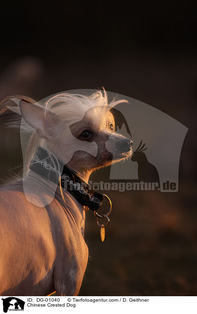 Chinese Crested Dog / DG-01040