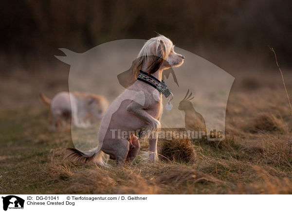 Chinesischer Schopfhund / Chinese Crested Dog / DG-01041