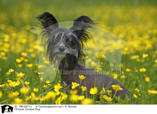 Chinese Crested Dog / RR-28713