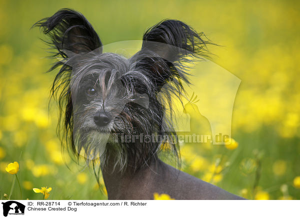 Chinese Crested Dog / RR-28714