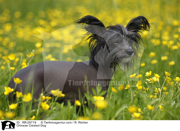 Chinesischer Schopfhund / Chinese Crested Dog / RR-28719