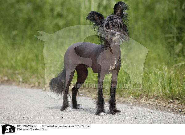 Chinese Crested Dog / RR-28736