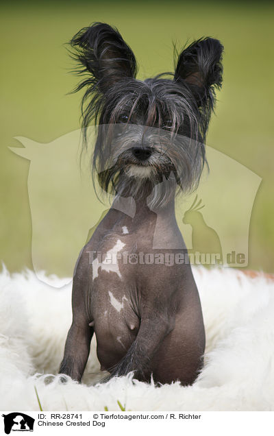 Chinese Crested Dog / RR-28741