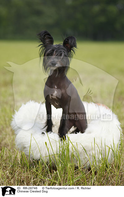 Chinese Crested Dog / RR-28746