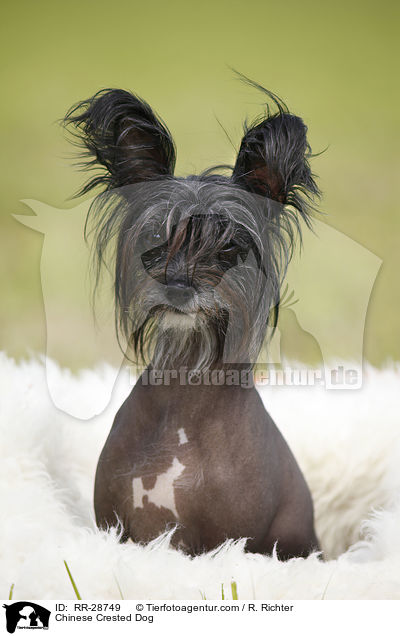 Chinese Crested Dog / RR-28749