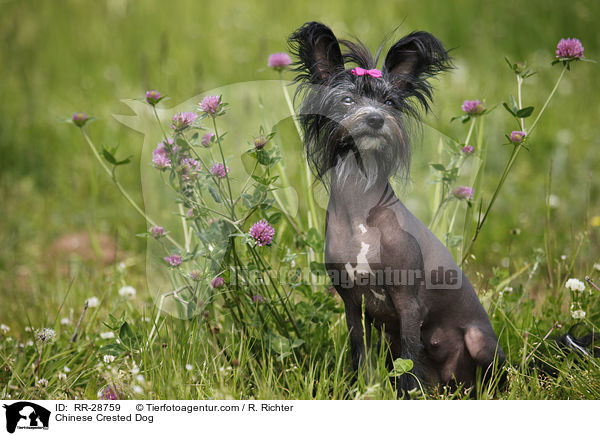 Chinesischer Schopfhund / Chinese Crested Dog / RR-28759
