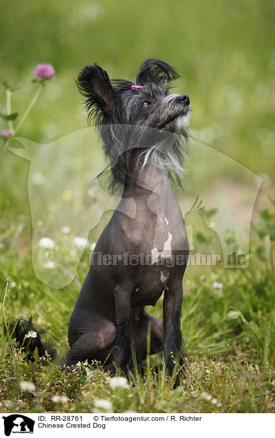 Chinesischer Schopfhund / Chinese Crested Dog / RR-28761