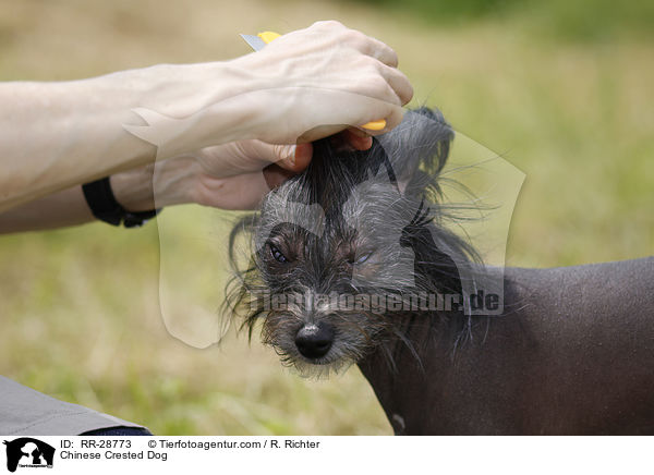 Chinesischer Schopfhund / Chinese Crested Dog / RR-28773