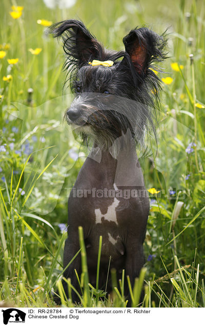 Chinesischer Schopfhund / Chinese Crested Dog / RR-28784