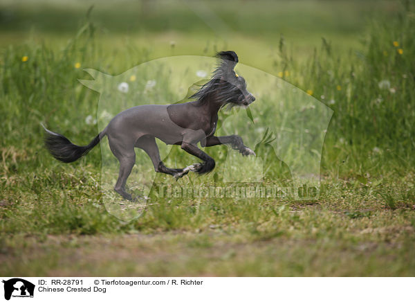 Chinesischer Schopfhund / Chinese Crested Dog / RR-28791