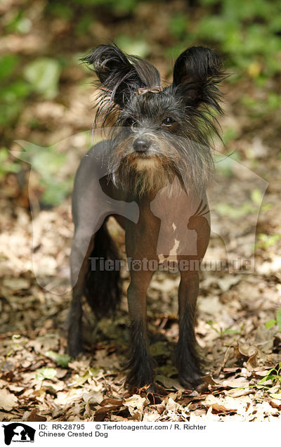 Chinesischer Schopfhund / Chinese Crested Dog / RR-28795