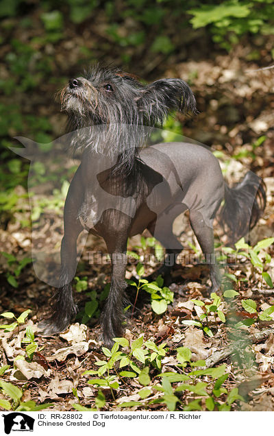 Chinesischer Schopfhund / Chinese Crested Dog / RR-28802