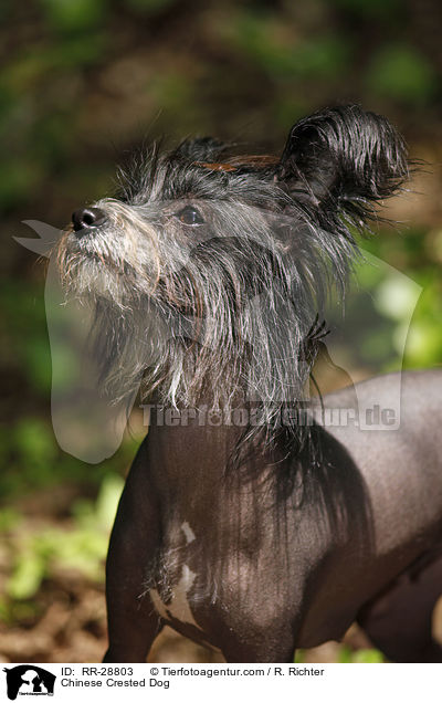 Chinesischer Schopfhund / Chinese Crested Dog / RR-28803