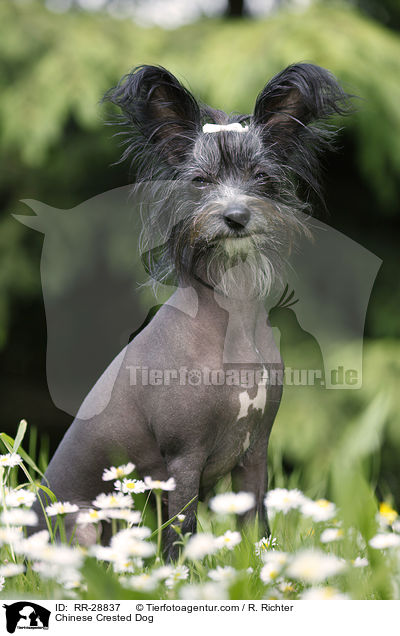 Chinesischer Schopfhund / Chinese Crested Dog / RR-28837